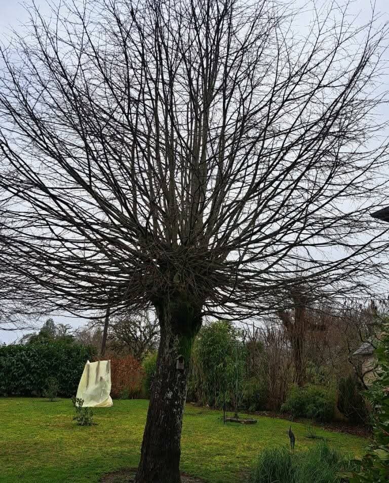 Jardin et arbres, remise en état des abords