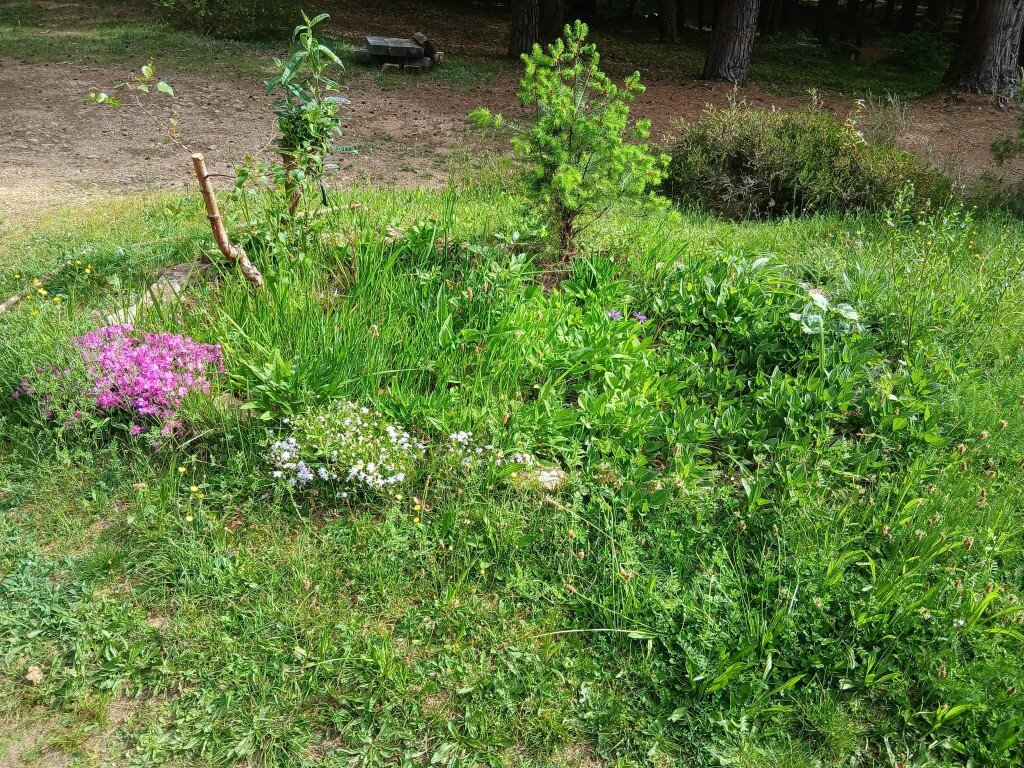 Massif envahi par les mauvaises herbes et les hautes graminées